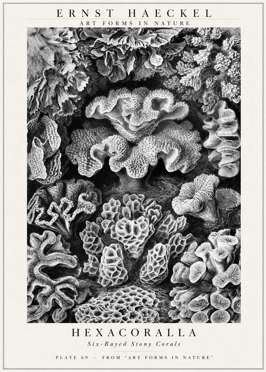 Ernst Haeckel Hexacorallia No3 - Juliste