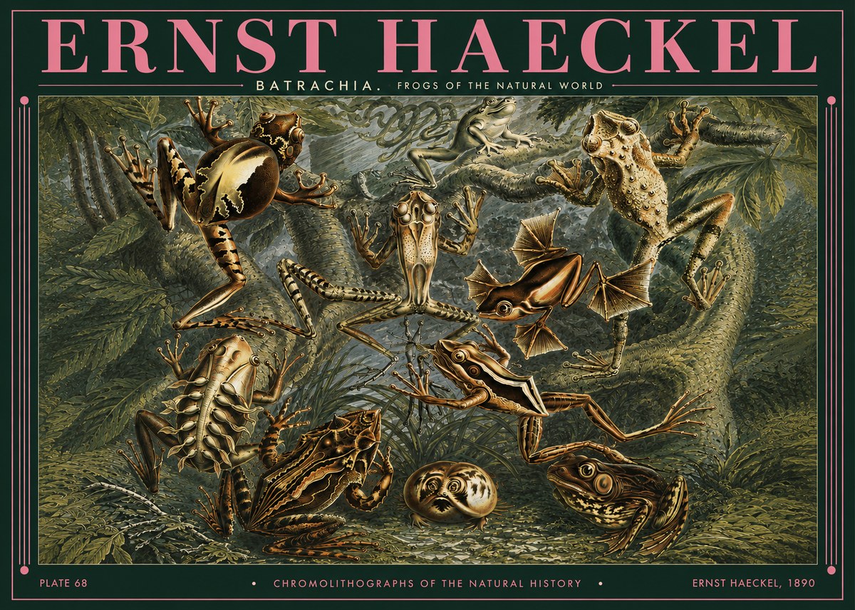 Ernst Haeckel Frogs of the Natural World No3 - Juliste