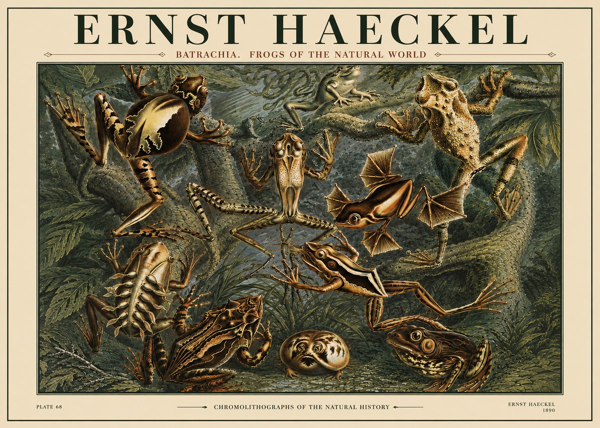 Ernst Haeckel Frogs of the Natural World No4 - Juliste