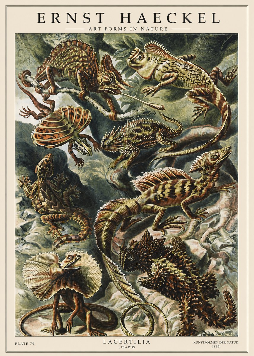 Ernst Haeckel Lacertilia Lizards No1 - Juliste