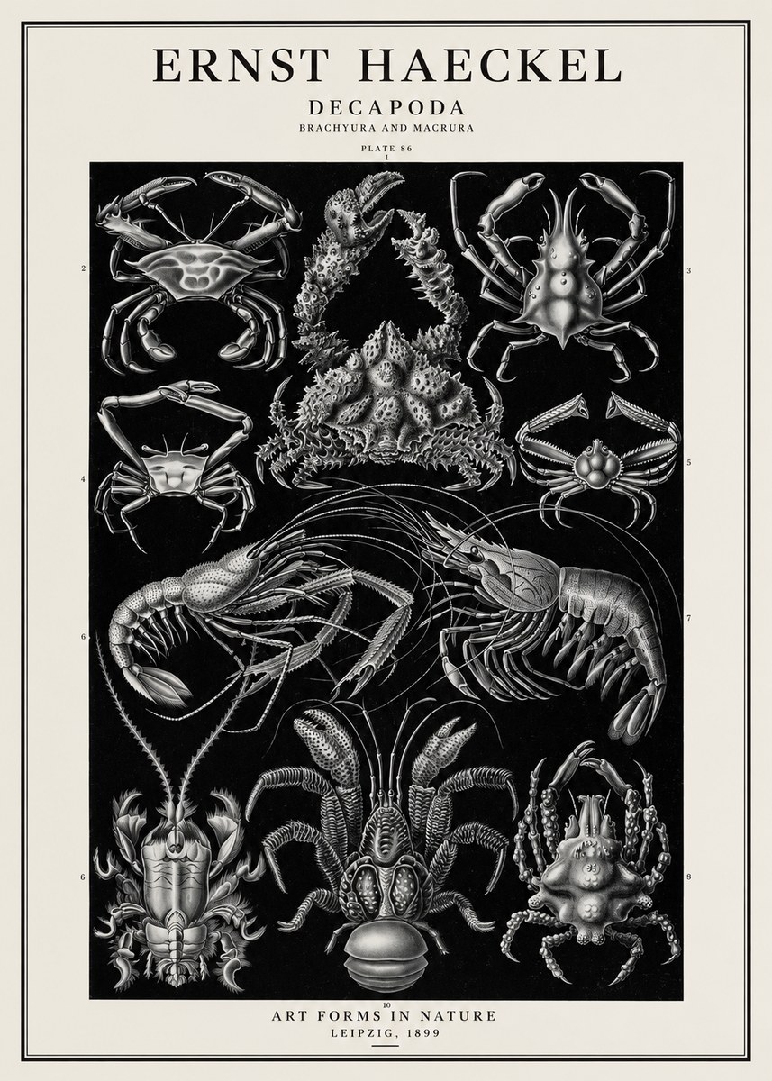 Ernst Haeckel Decapoda Brachyura and Macrura Plate 86 No1 - Juliste