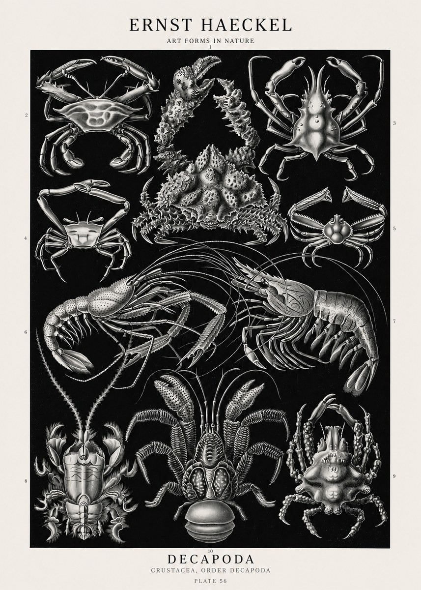 Ernst Haeckel Decapoda Brachyura and Macrura Plate 86 No3 - Juliste