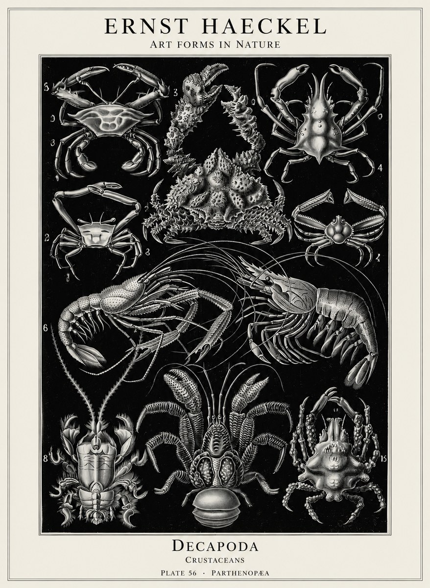Ernst Haeckel Decapoda Brachyura and Macrura Plate 86 No5 - Juliste