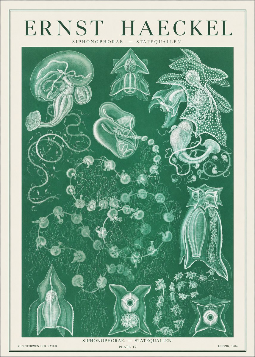 Ernst Haeckel Siphonophorae. — Statequallen. Plate 17 No1 - Juliste