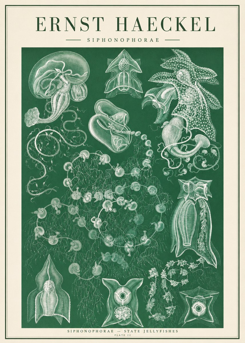 Ernst Haeckel Siphonophorae. — Statequallen. Plate 17 No2 - Juliste