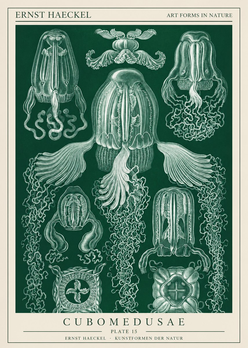 Ernst Haeckel Cubomedusae No1 - Juliste