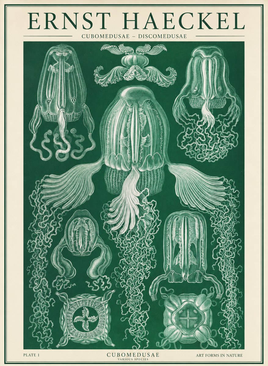 Ernst Haeckel Cubomedusae No2 - Juliste
