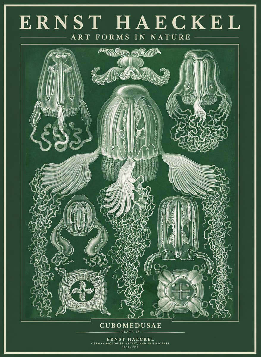 Ernst Haeckel Cubomedusae No3 - Juliste