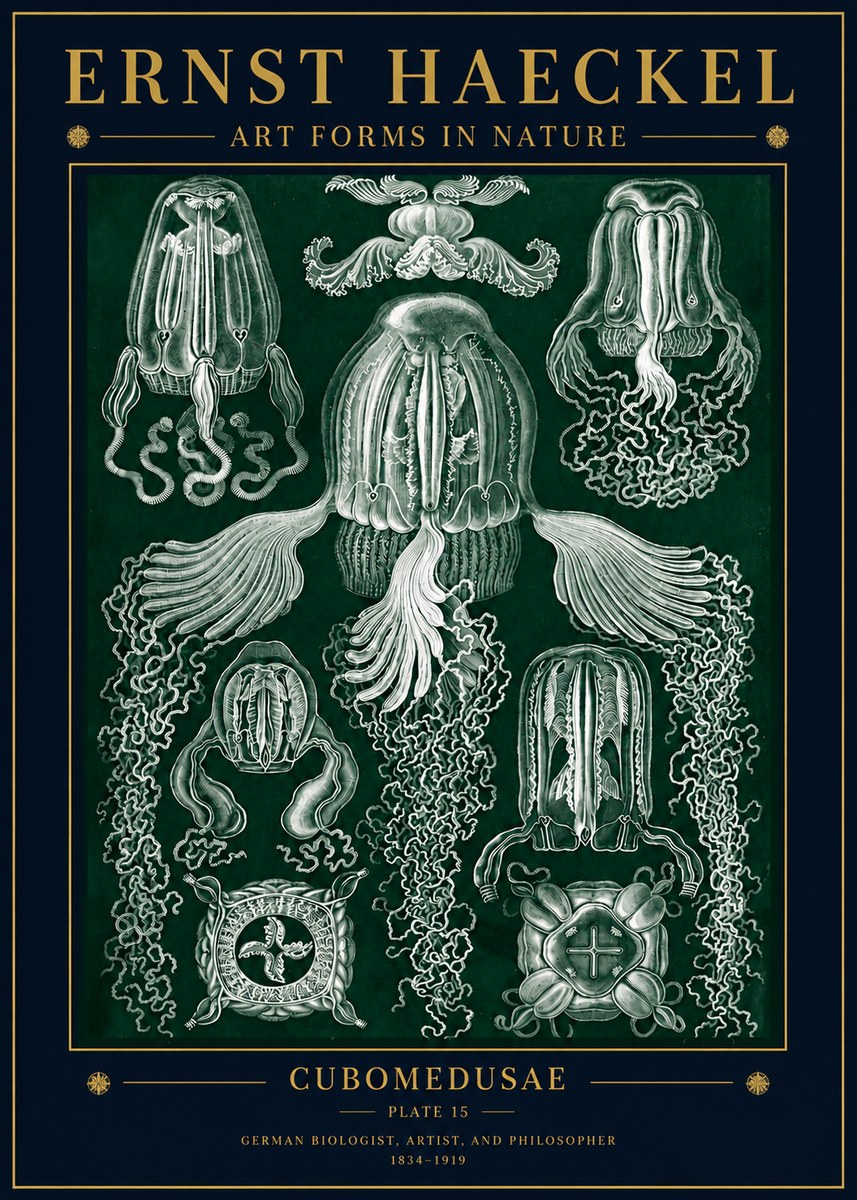 Ernst Haeckel Cubomedusae No5 - Juliste