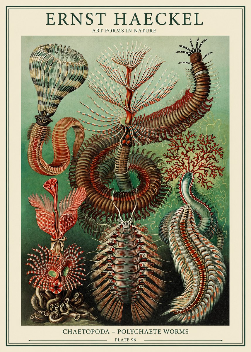 Ernst Haeckel Chaetopoda – Polychaete Worms No1 - Juliste