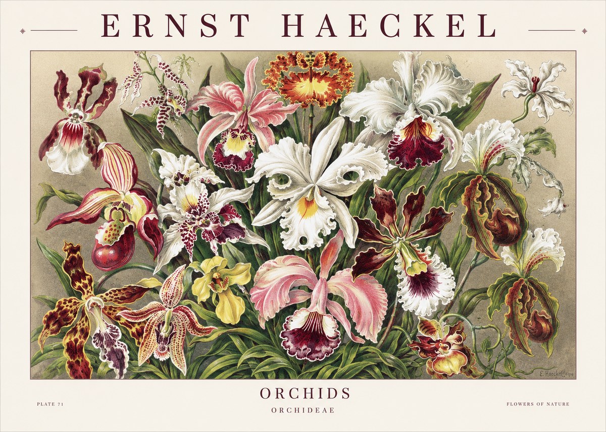 Ernst Haeckel Orchids No1 - Juliste