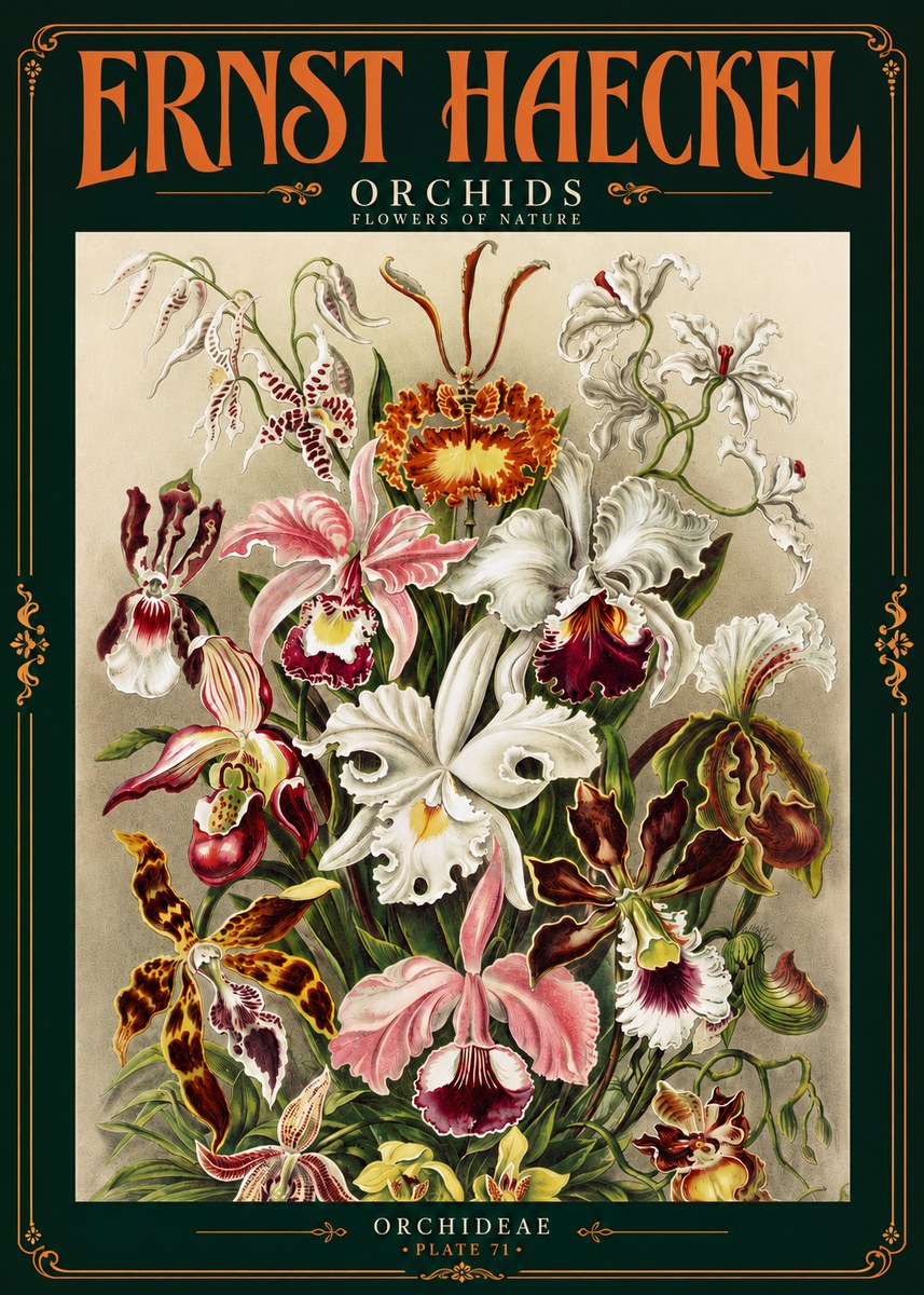Ernst Haeckel Orchids No4 - Juliste