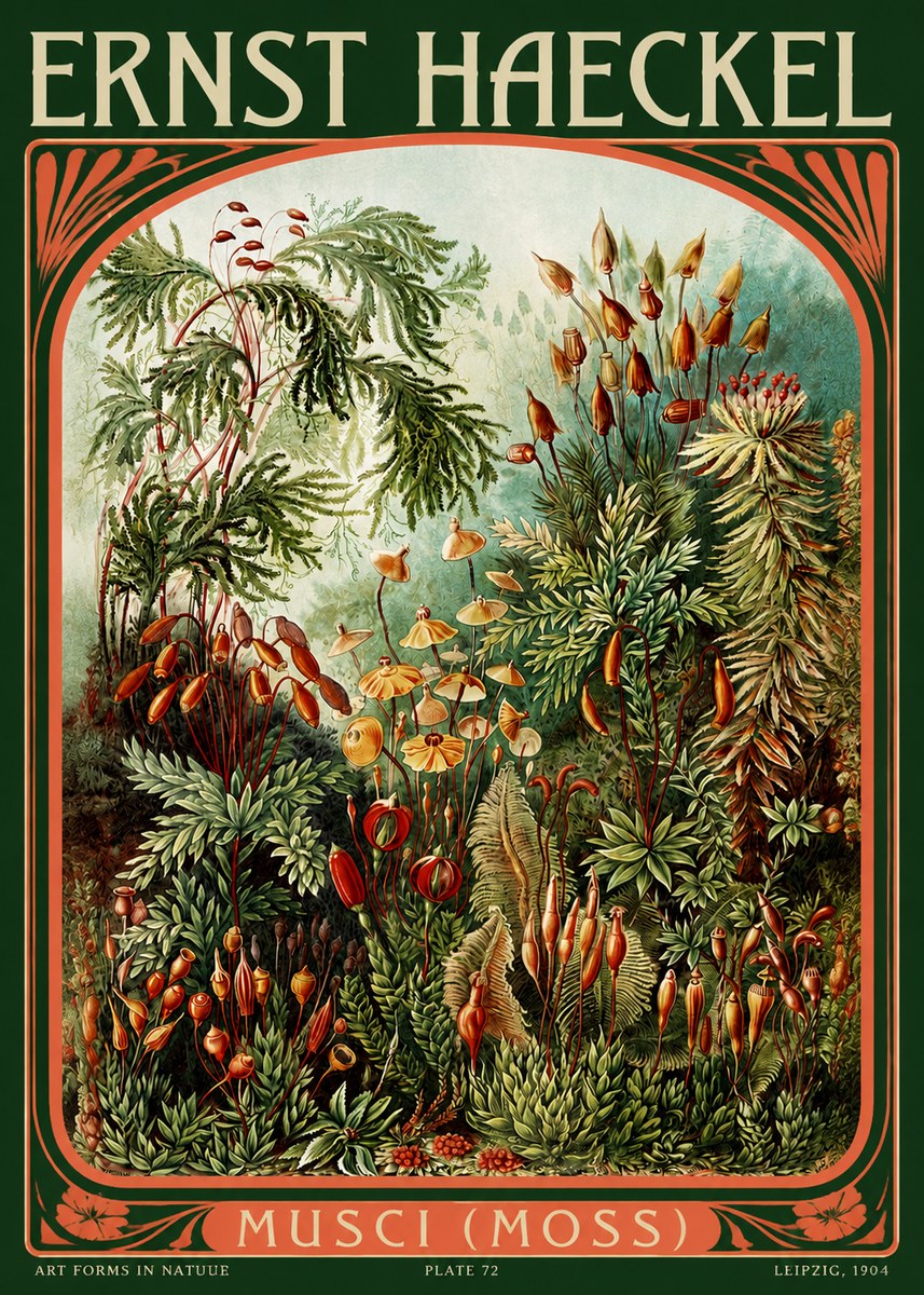 Ernst Haeckel Musci (Moss) No2 - Juliste