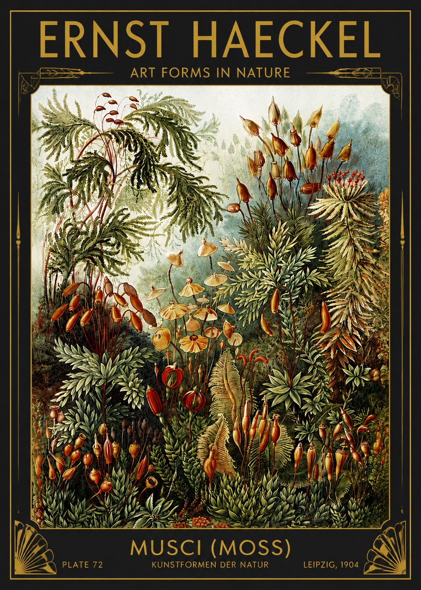 Ernst Haeckel Musci (Moss) No4 - Juliste