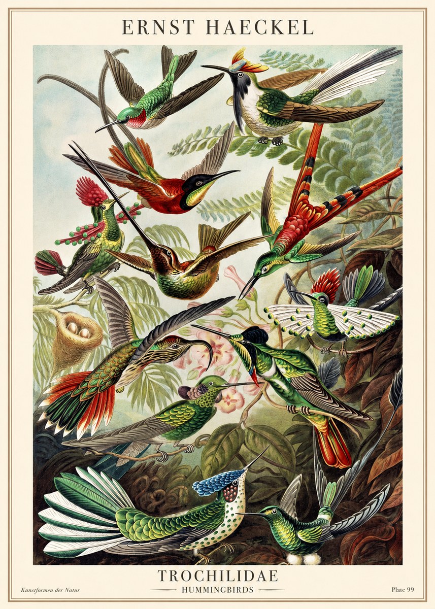 Ernst Haeckel Trochilidae - Hummingbirds No1 - Juliste