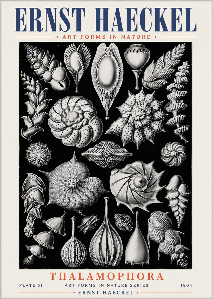 Ernst Haeckel Thalamophora No6 - Juliste