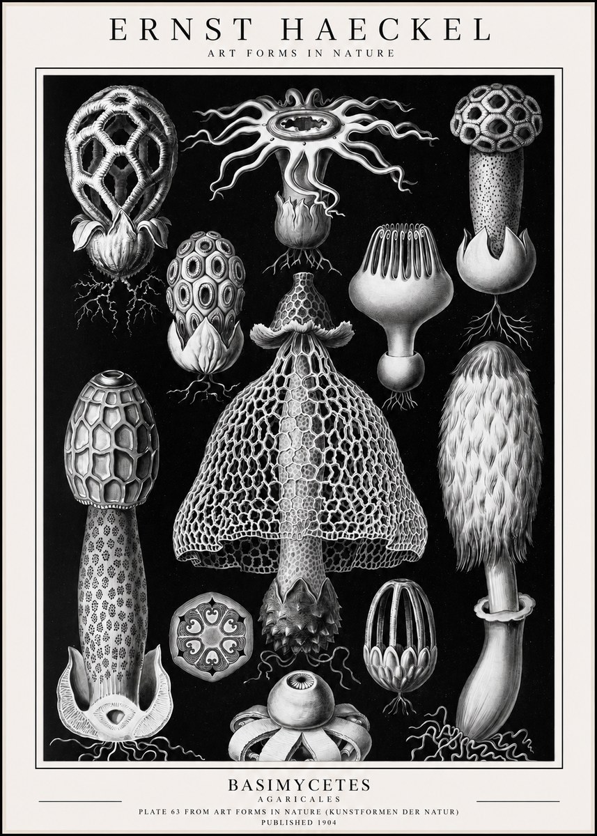 Ernst Haeckel Basimycetes Agaricales No1 - Juliste