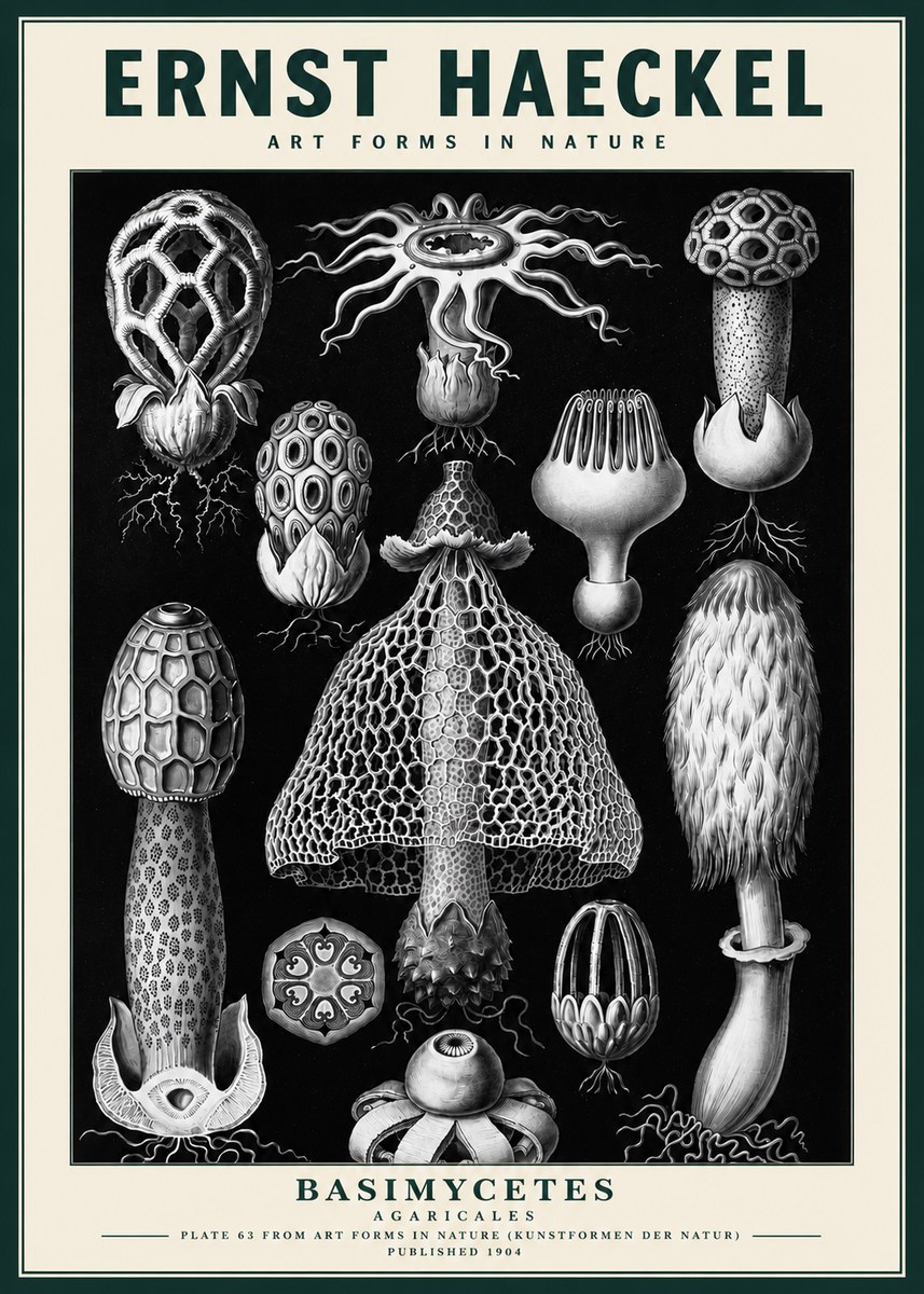 Ernst Haeckel Basimycetes Agaricales No3 - Juliste