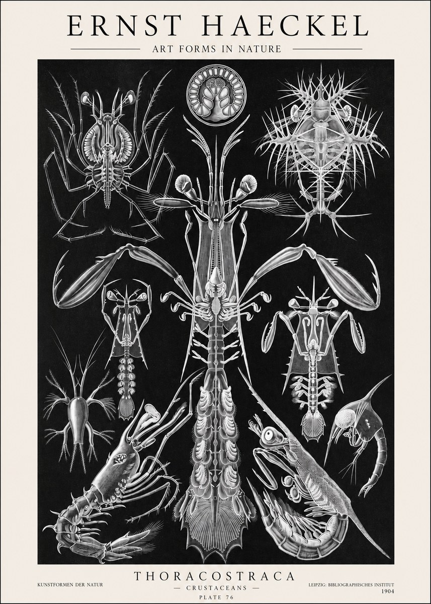 Ernst Haeckel Thoraocostraca - Crustaceans - Plate 76 No1 - Juliste