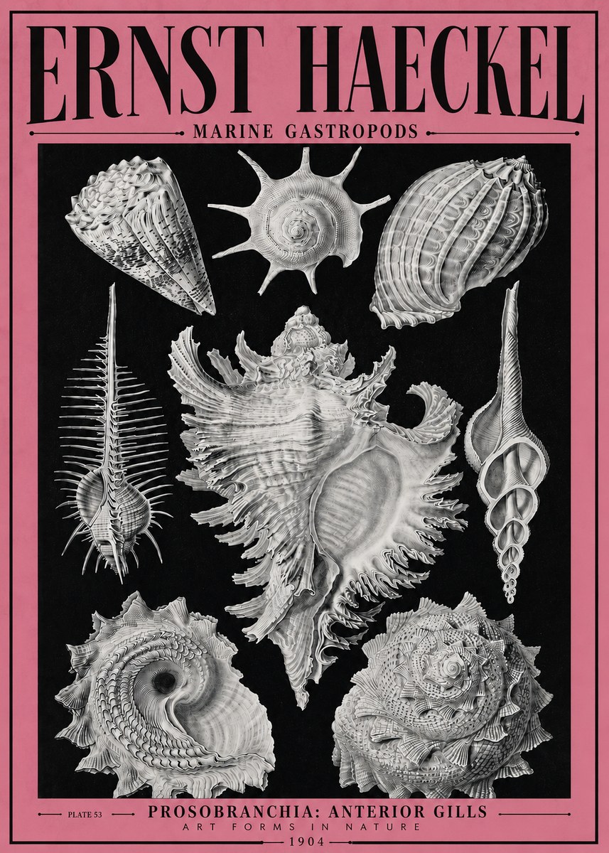 Ernst Haeckel Prosobranchia - Marine Gastropods No4 - Juliste
