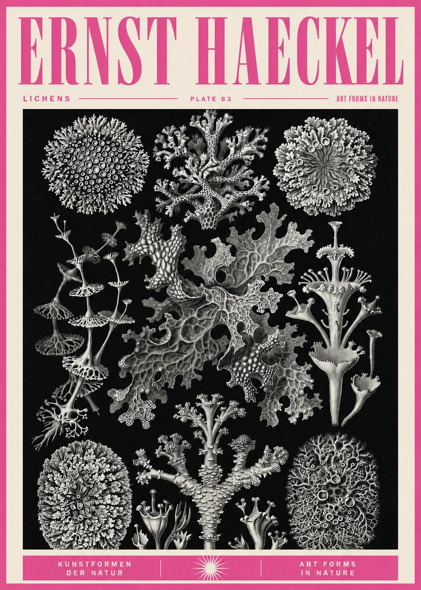 Ernst Haeckel Lichens - Plate 83 No5 - Juliste