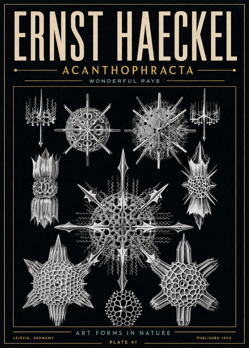 Ernst Haeckel Acanthophracta - Wonderful Rays No6 - Juliste