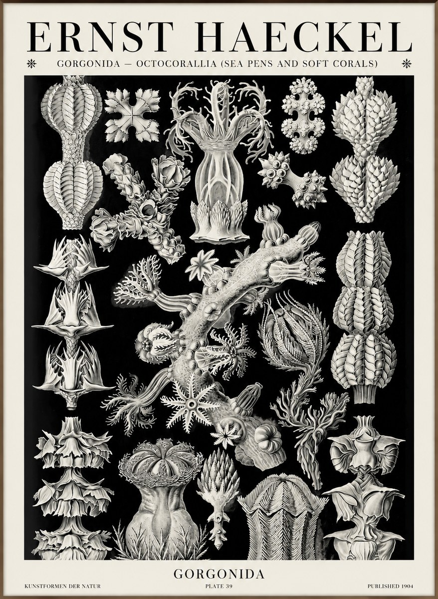 Ernst Haeckel Gorgonians No6 - Juliste