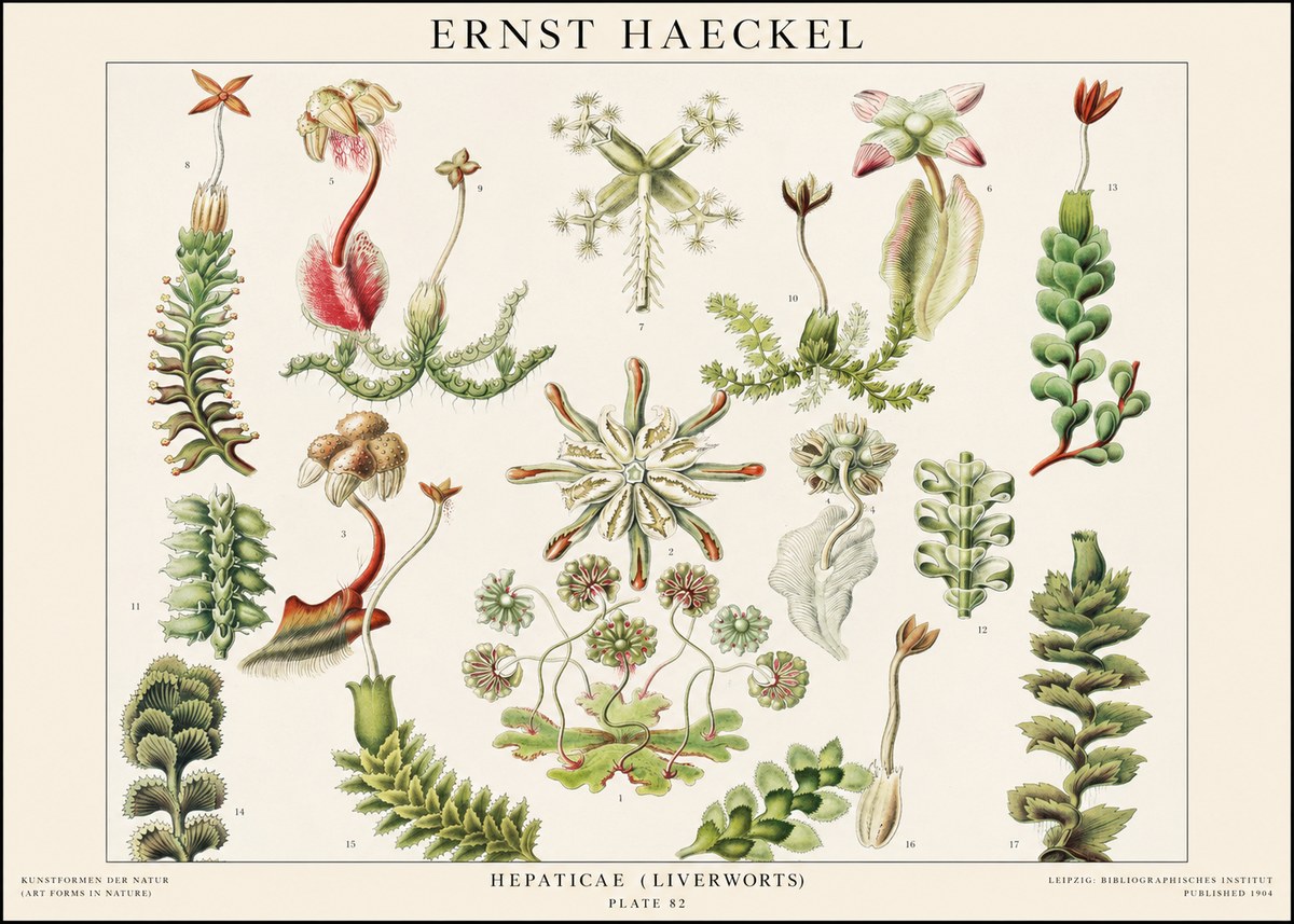 Ernst Haeckel Hepaticae (Liverworts) - Plate 82 No1 - Juliste