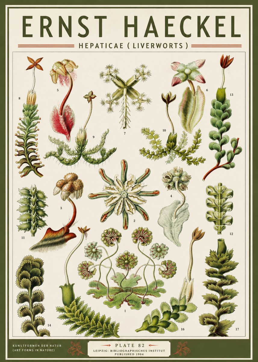 Ernst Haeckel Hepaticae (Liverworts) - Plate 82 No3 - Juliste