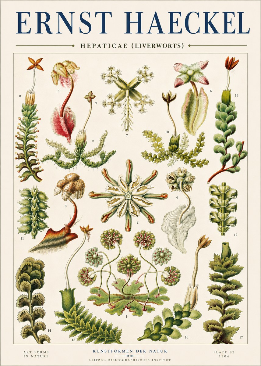 Ernst Haeckel Hepaticae (Liverworts) - Plate 82 No4 - Juliste