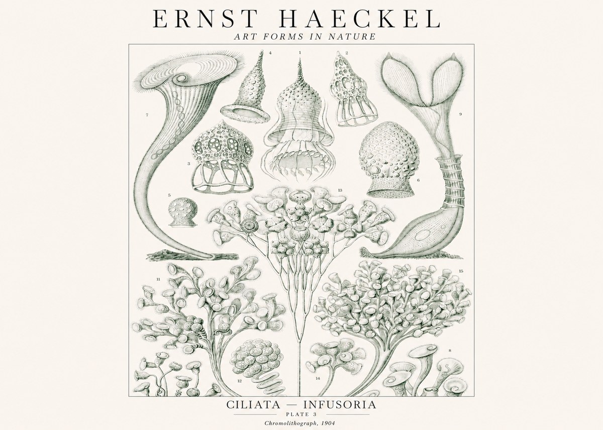 Ernst Haeckel Ciliata - Infusoria - Plate 3 No1 - Juliste