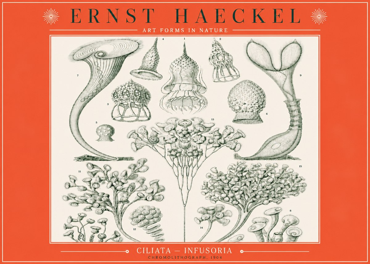 Ernst Haeckel Ciliata - Infusoria - Plate 3 No3 - Juliste