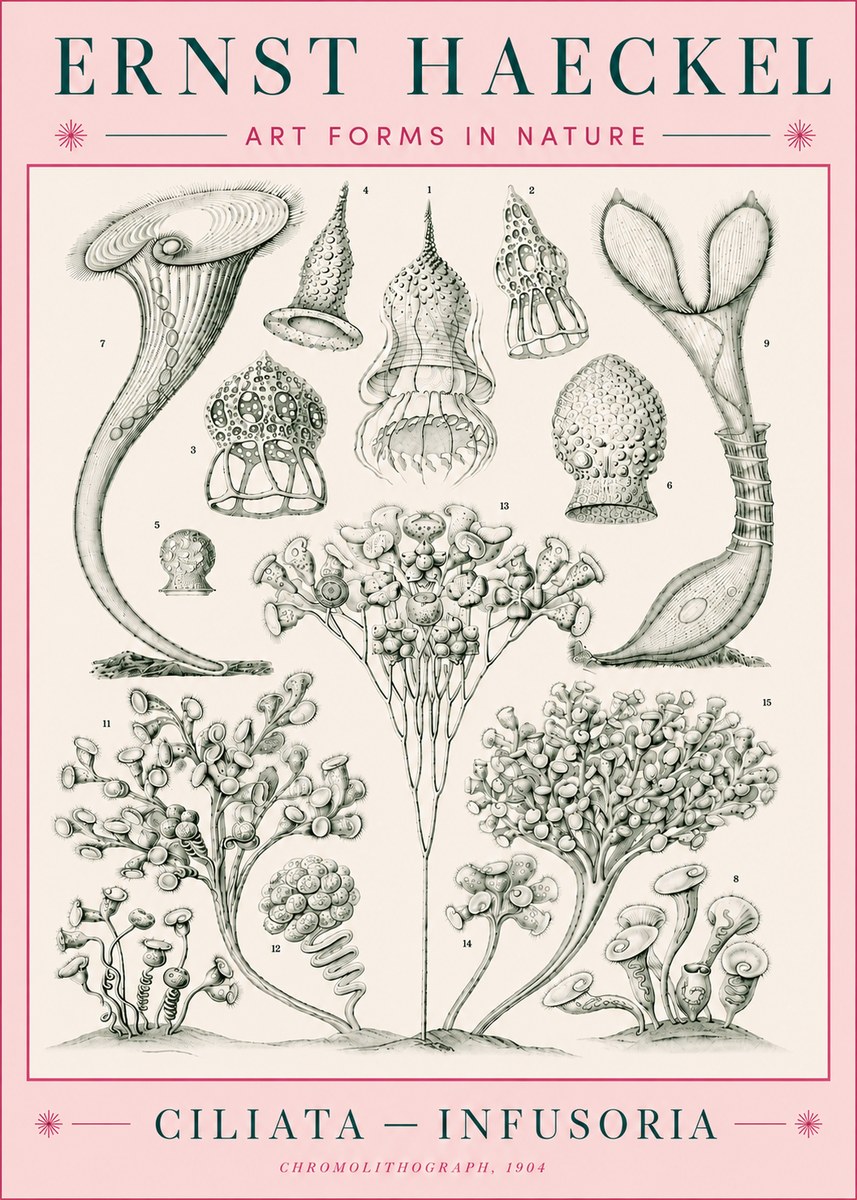 Ernst Haeckel Ciliata - Infusoria - Plate 3 No5 - Juliste