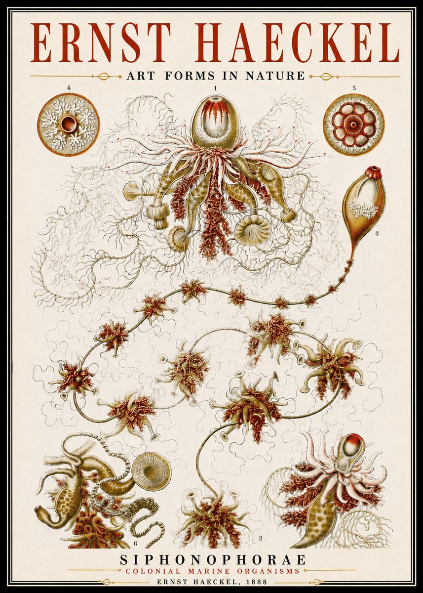 Ernst Haeckel Siphonophorae No6 - Juliste