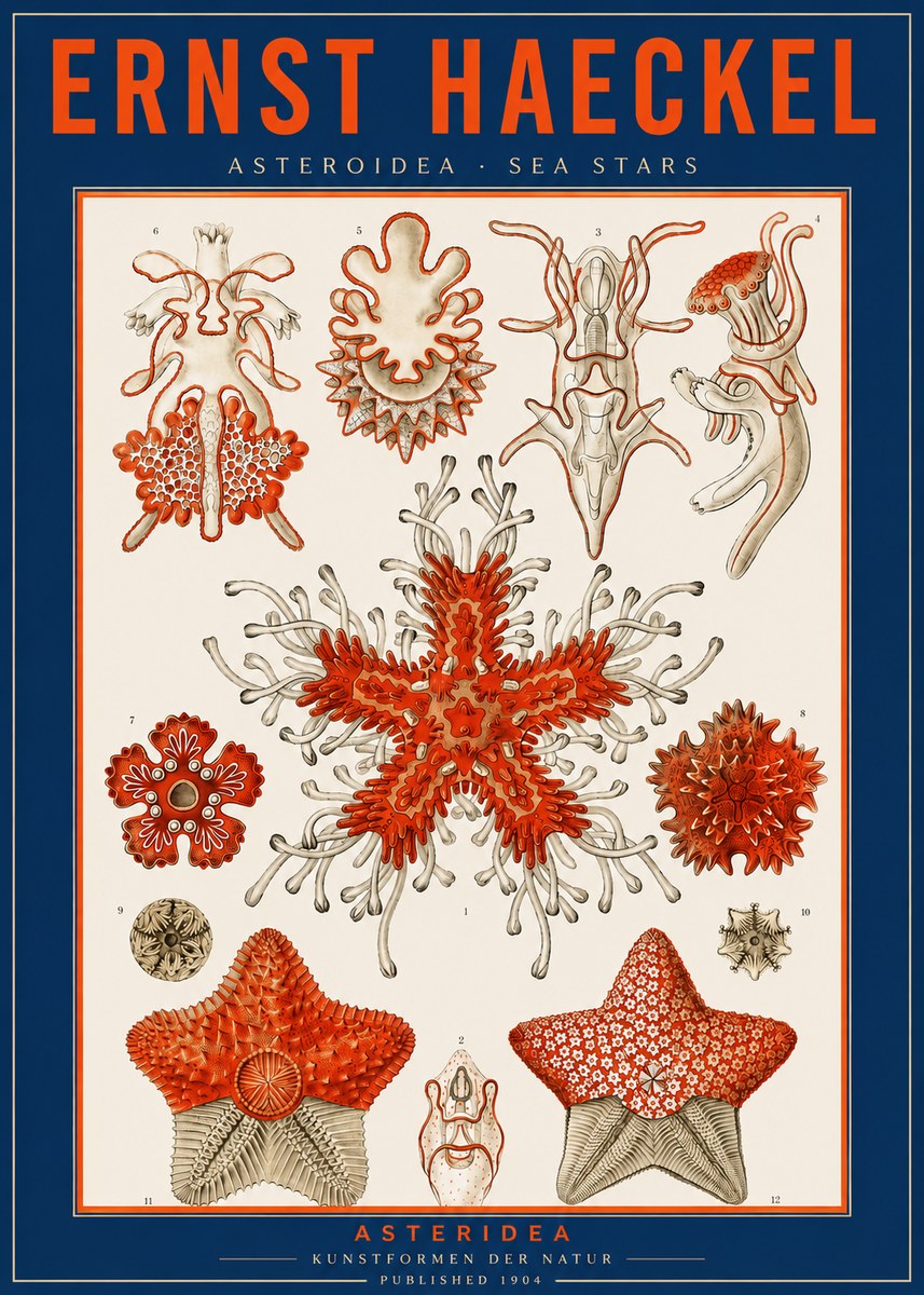 Ernst Haeckel Asteroidea. Sea Stars No2 - Juliste