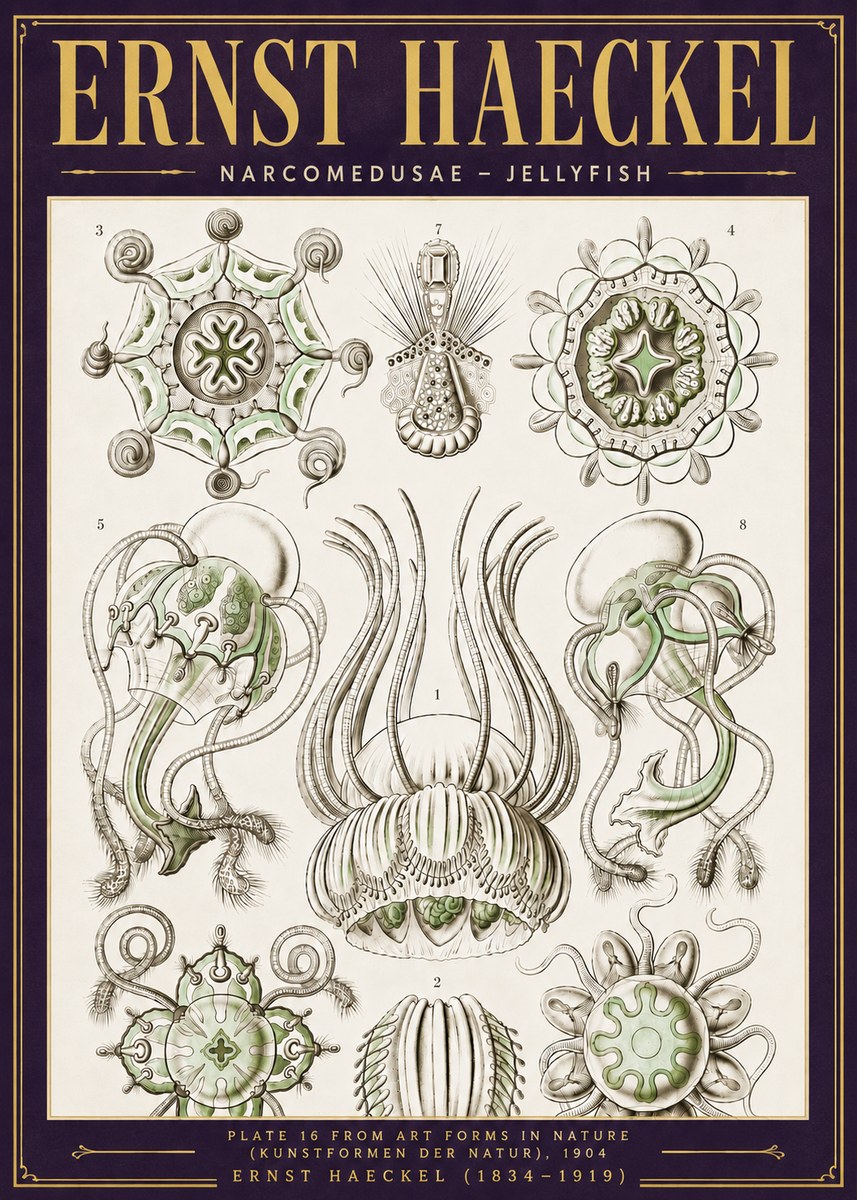 Ernst Haeckel Narcomedusae - Jellyfish No6 - Juliste