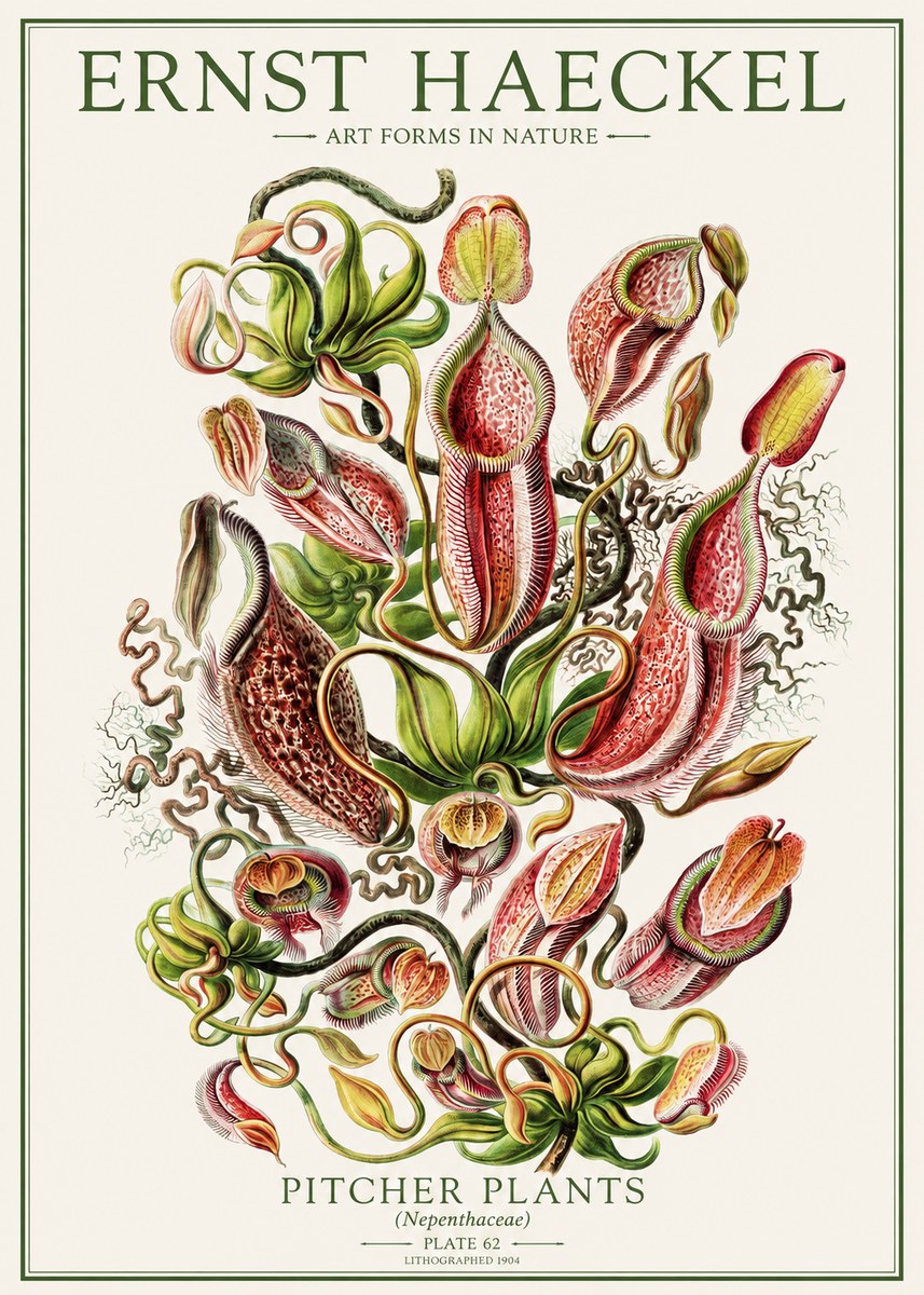 Ernst Haeckel Pitcher Plants No1 - Juliste