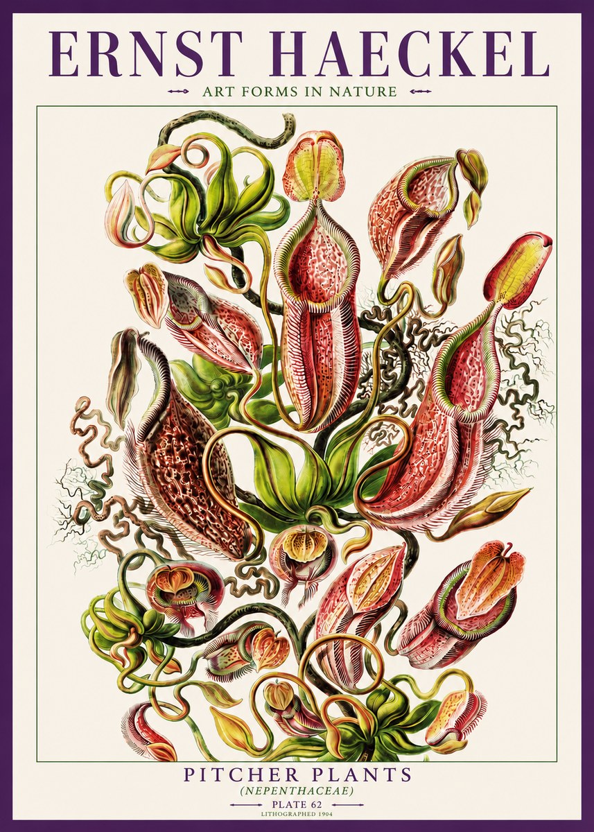 Ernst Haeckel Pitcher Plants No3 - Juliste