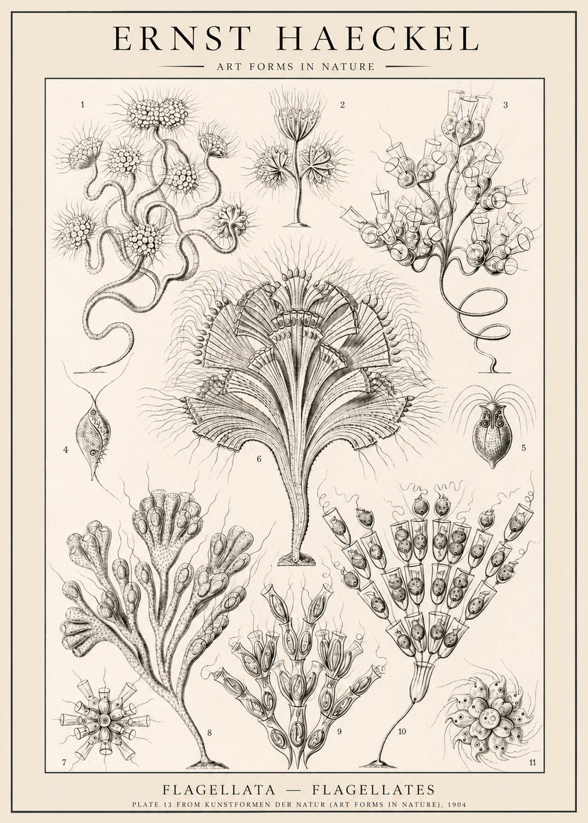 Ernst Haeckel Flagellata - Flagellates No1 - Juliste