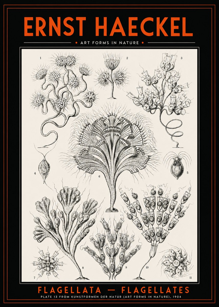Ernst Haeckel Flagellata - Flagellates No2 - Juliste