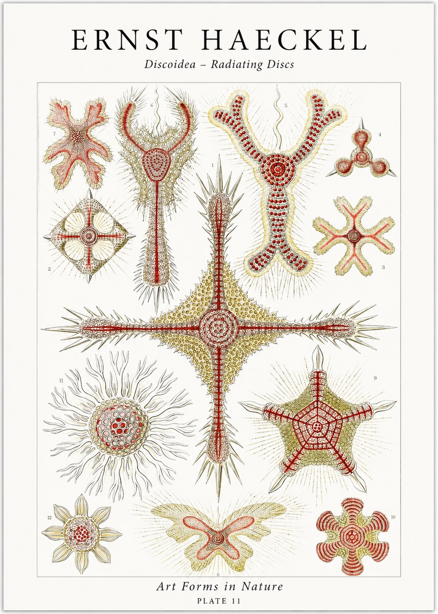 Ernst Haeckel Discoidea – Radiating Discs No1 - Juliste