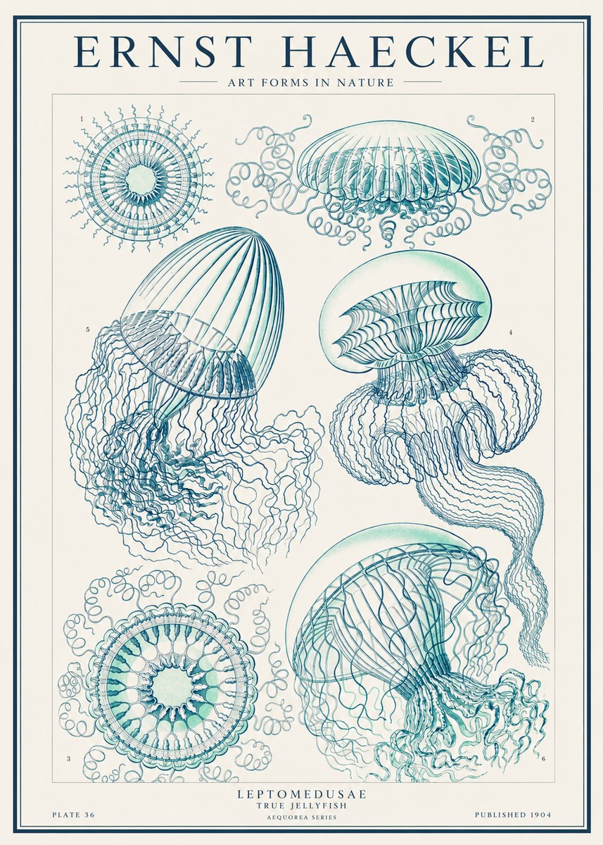 Ernst Haeckel Leptomedusae True Jellyfish No1 - Juliste