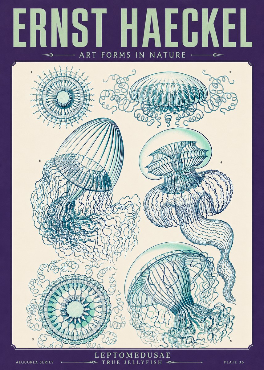 Ernst Haeckel Leptomedusae True Jellyfish No4 - Juliste