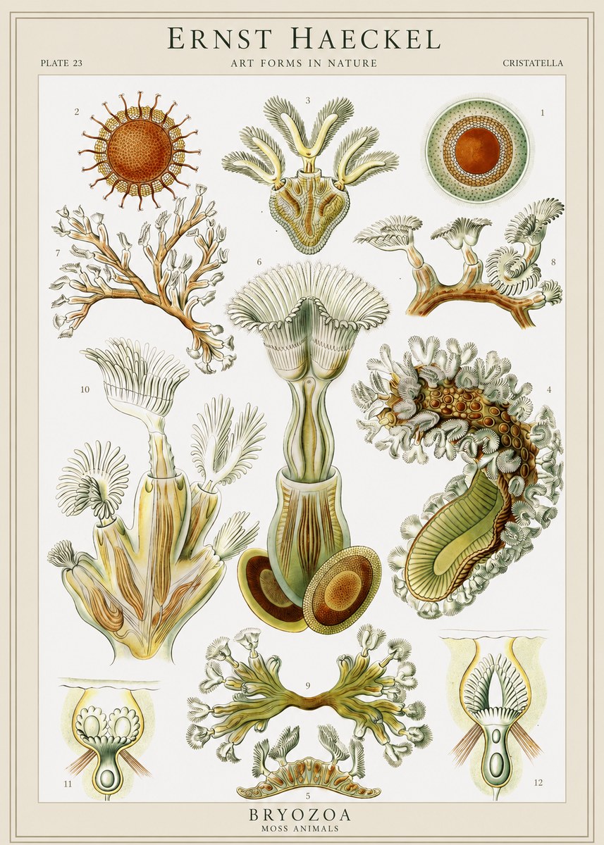 Ernst Haeckel Cristatella No1 - Juliste