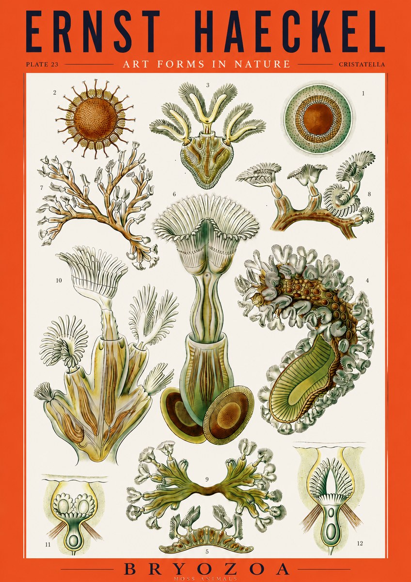 Ernst Haeckel Cristatella No3 - Juliste