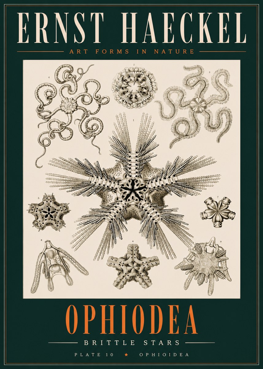 Ernst Haeckel Ophiodea - Brittle Stars I No2 - Juliste