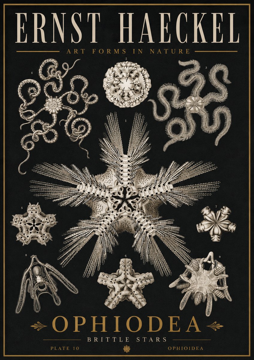 Ernst Haeckel Ophiodea - Brittle Stars I No5 - Juliste