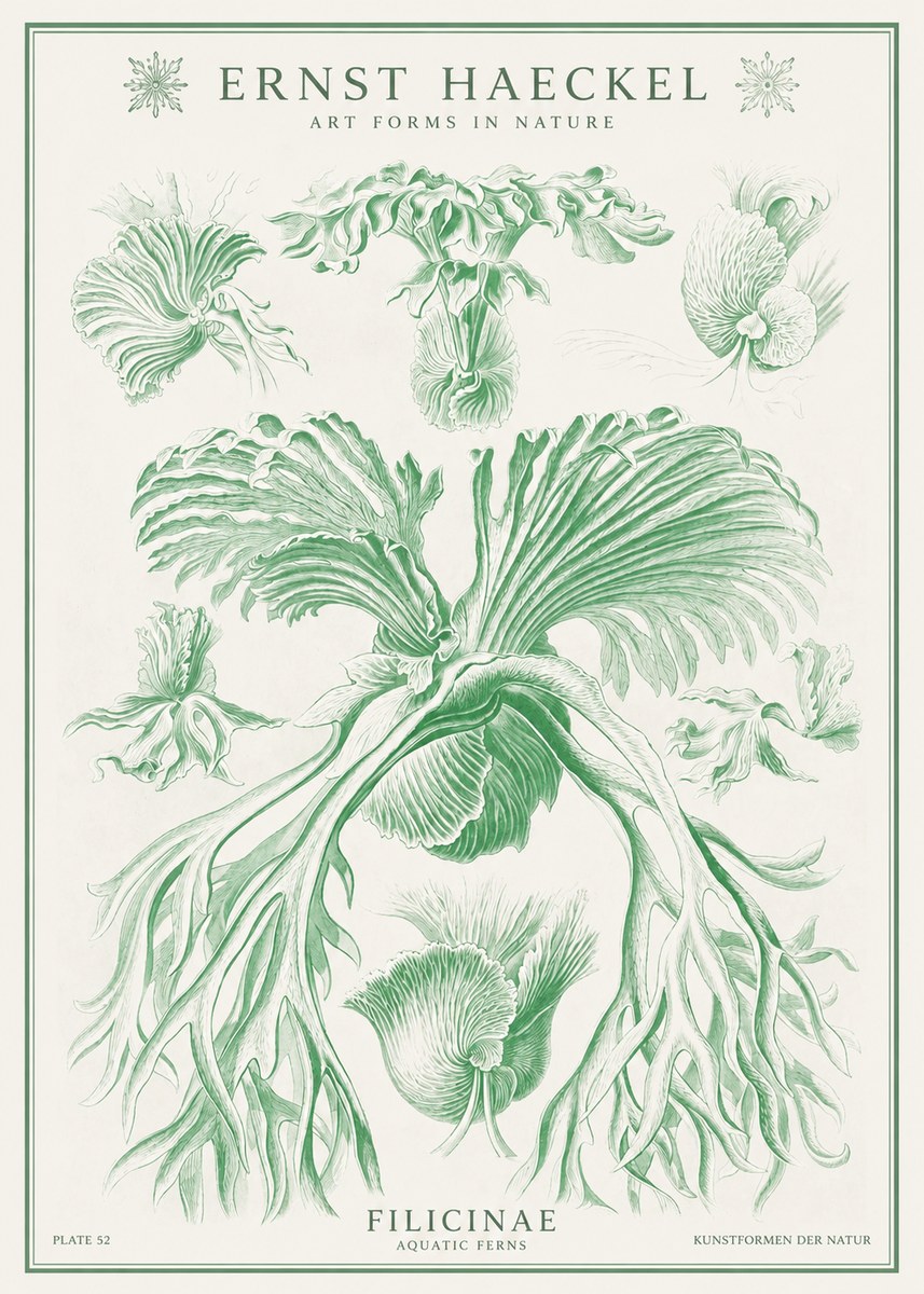 Ernst Haeckel Filicinae No1 - Juliste