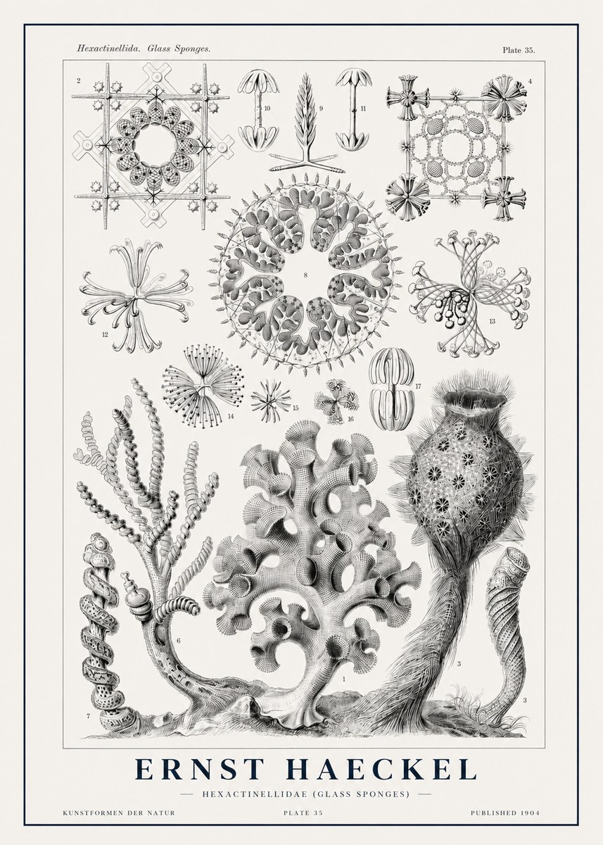 Ernst Haeckel Hexactinellida. Glass Sponges. No1 - Juliste