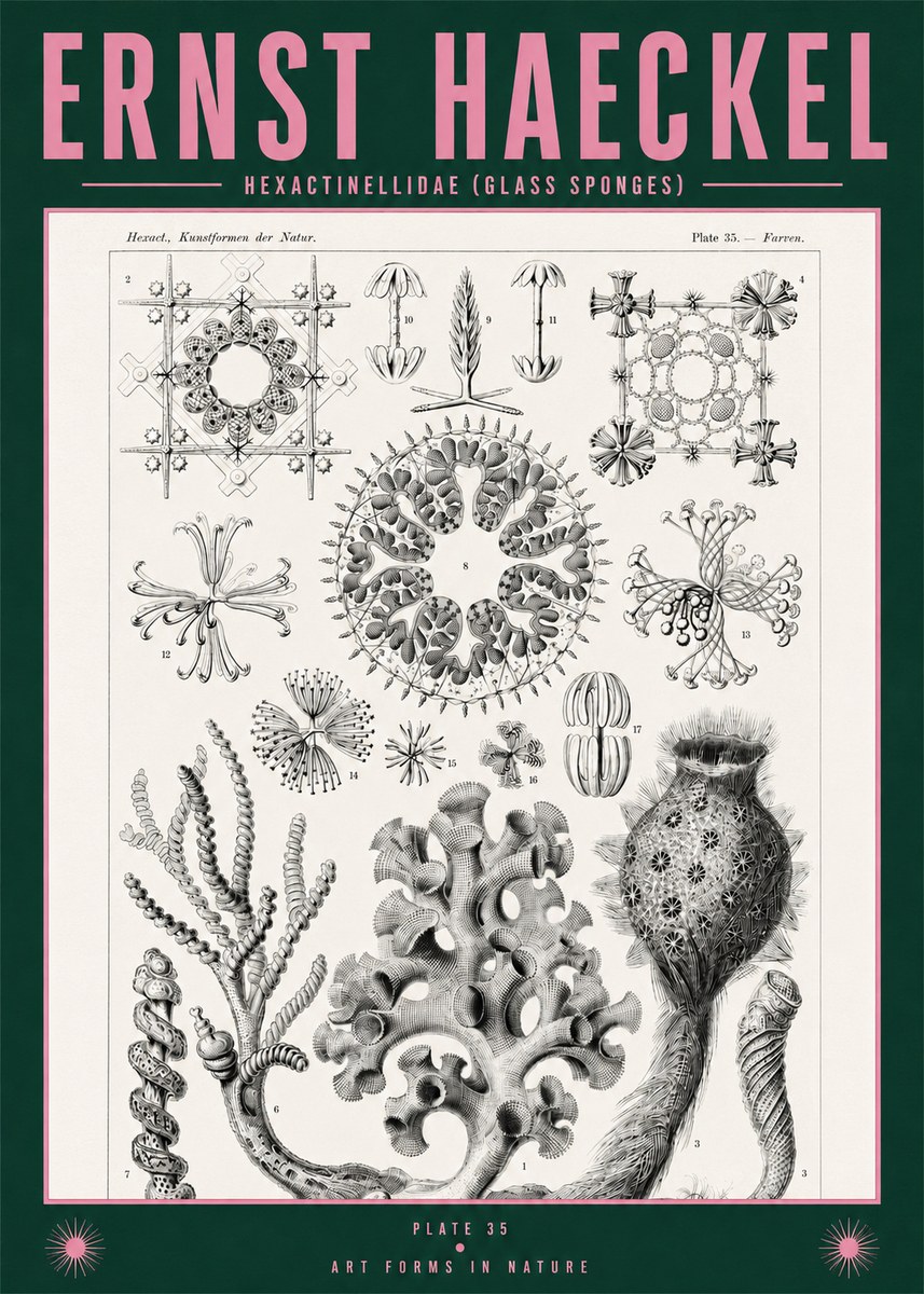 Ernst Haeckel Hexactinellida. Glass Sponges. No2 - Juliste